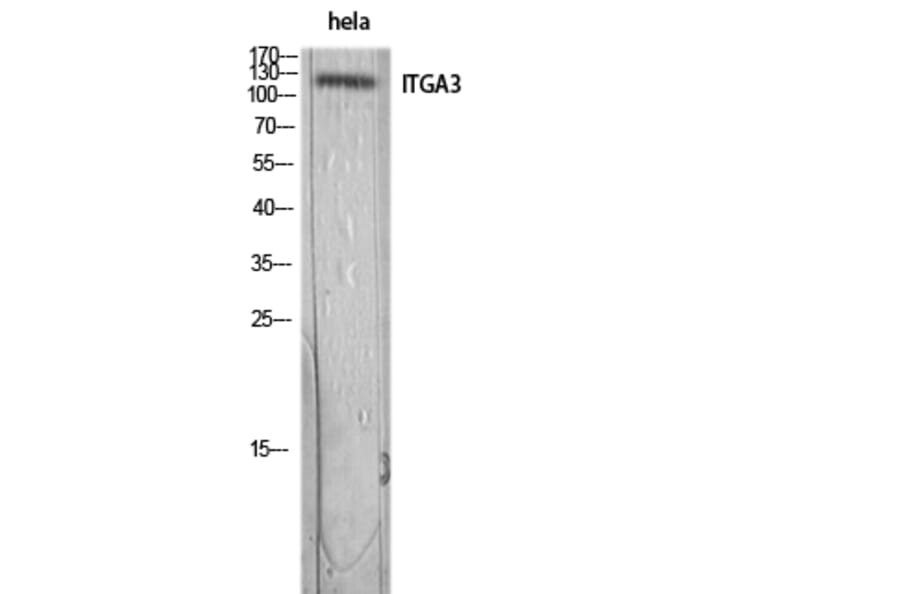 Western Blot - Anti-ITGA3 Antibody (C30235) - Antibodies.com