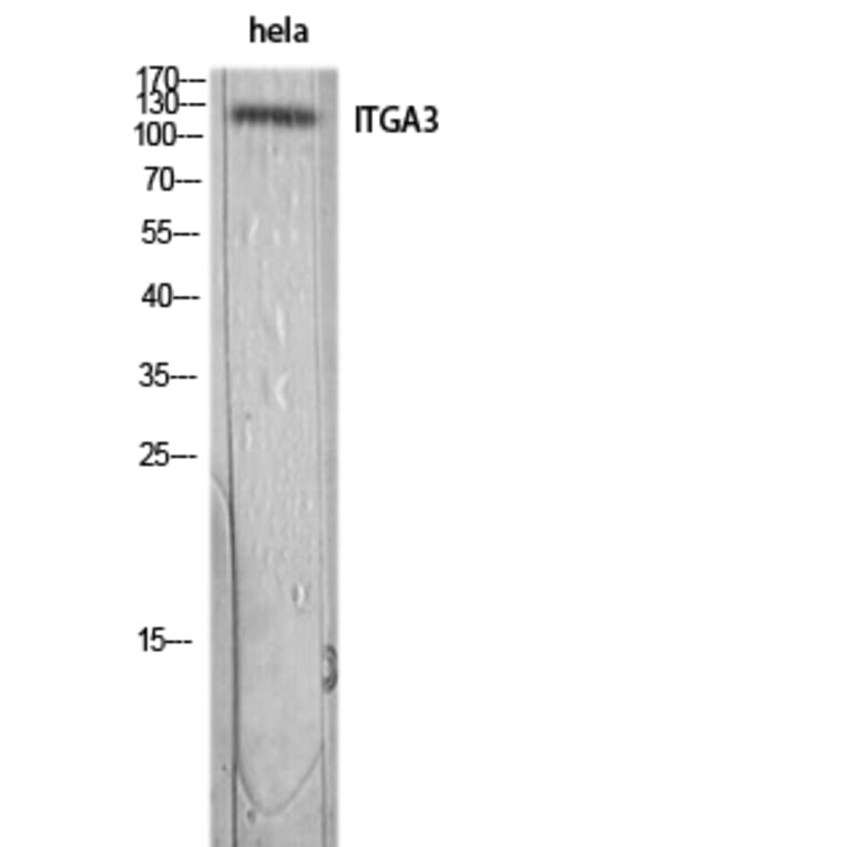 Western Blot - Anti-ITGA3 Antibody (C30235) - Antibodies.com