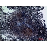 Immunohistochemistry - Anti-ITGA3 Antibody (C30235) - Antibodies.com