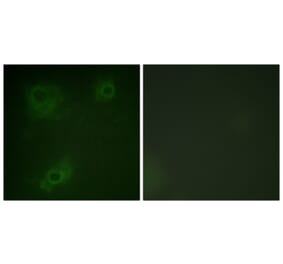 Immunofluorescence - Anti-IRS-1 Antibody (B0497) - Antibodies.com