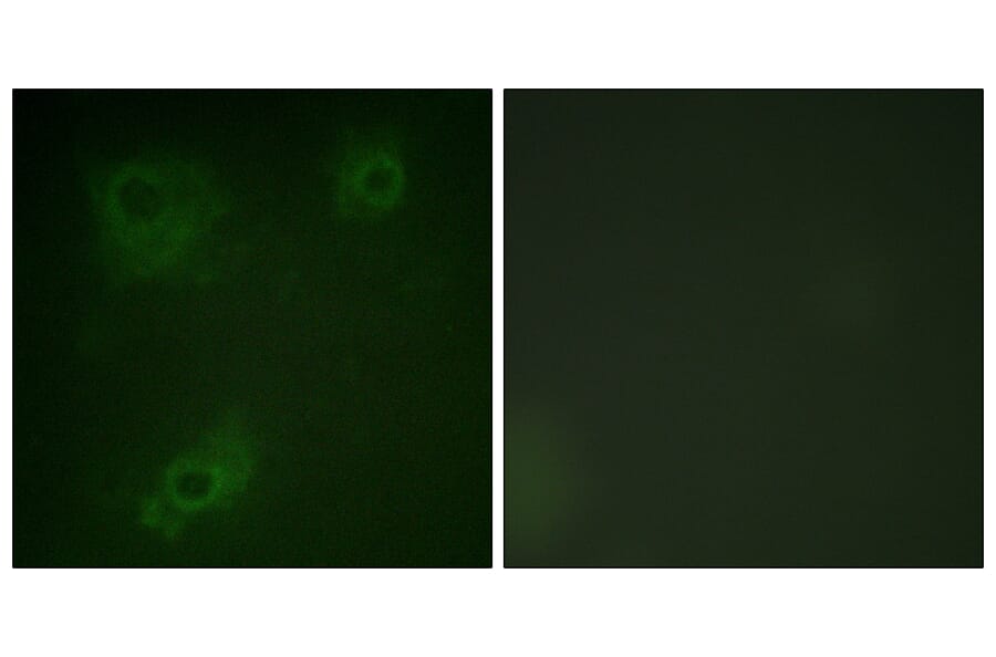 Immunofluorescence - Anti-IRS-1 Antibody (B0497) - Antibodies.com