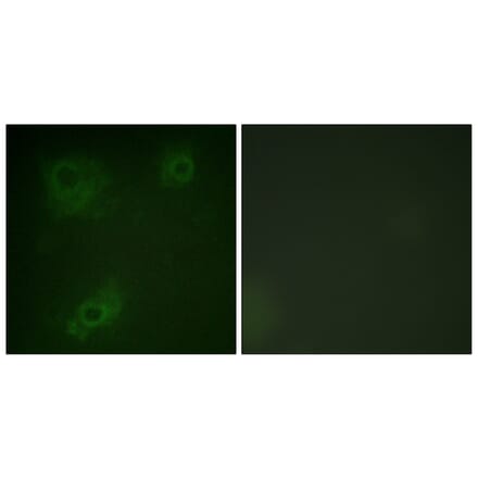 Immunofluorescence - Anti-IRS-1 Antibody (B0497) - Antibodies.com