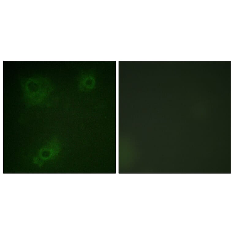 Immunofluorescence - Anti-IRS-1 Antibody (B0497) - Antibodies.com