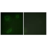 Immunofluorescence - Anti-IRS-1 Antibody (B0497) - Antibodies.com