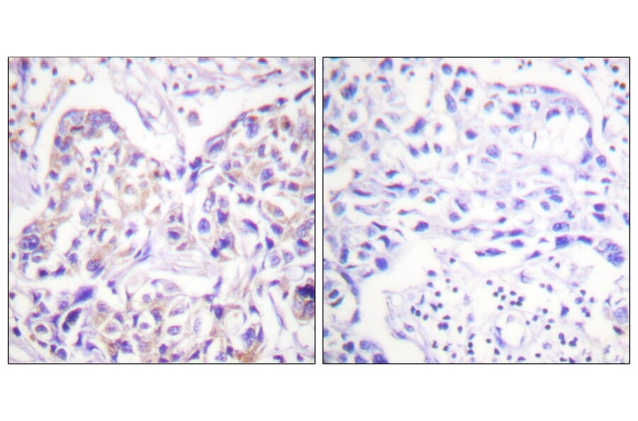 Immunohistochemistry - Anti-IRS-1 Antibody (B0497) - Antibodies.com
