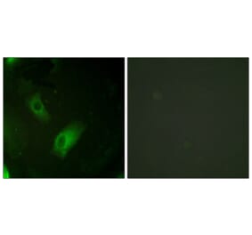 Immunofluorescence - Anti-IREB1 Antibody (B1076) - Antibodies.com