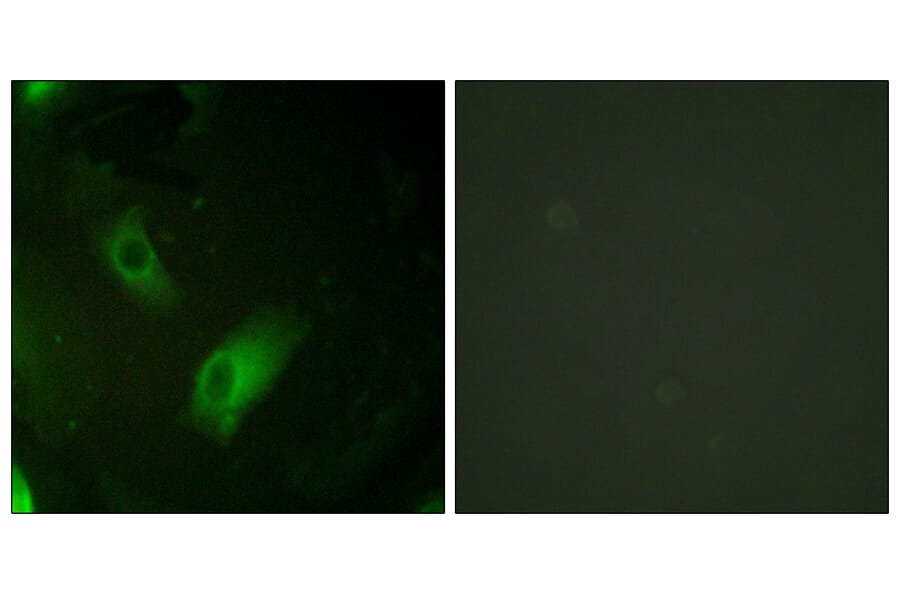 Immunofluorescence - Anti-IREB1 Antibody (B1076) - Antibodies.com