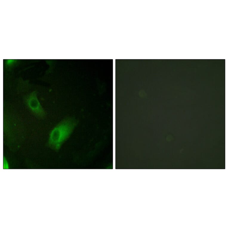 Immunofluorescence - Anti-IREB1 Antibody (B1076) - Antibodies.com