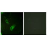Immunofluorescence - Anti-IREB1 Antibody (B1076) - Antibodies.com