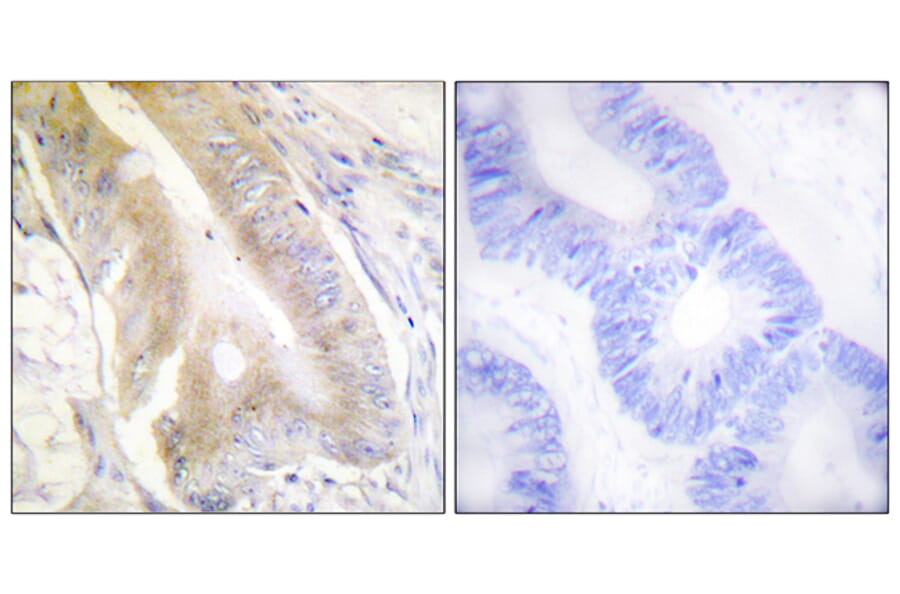 Immunohistochemistry - Anti-IREB1 Antibody (B1076) - Antibodies.com