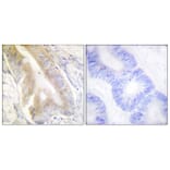 Immunohistochemistry - Anti-IREB1 Antibody (B1076) - Antibodies.com