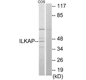 Western Blot - Anti-ILKAP Antibody (C11670) - Antibodies.com