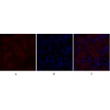 Immunofluorescence - Anti-IGF1R Antibody (B7114) - Antibodies.com