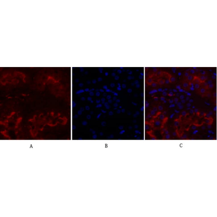 Immunofluorescence - Anti-IGF1R Antibody (B7114) - Antibodies.com