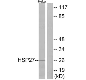 Western Blot - Anti-HSP27 Antibody (B7112) - Antibodies.com