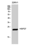 Western Blot - Anti-HSP27 Antibody (B7112) - Antibodies.com