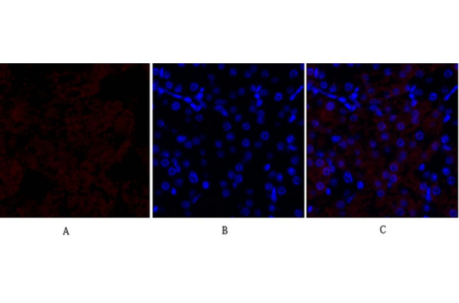 Immunofluorescence - Anti-HSP27 Antibody (B7112) - Antibodies.com