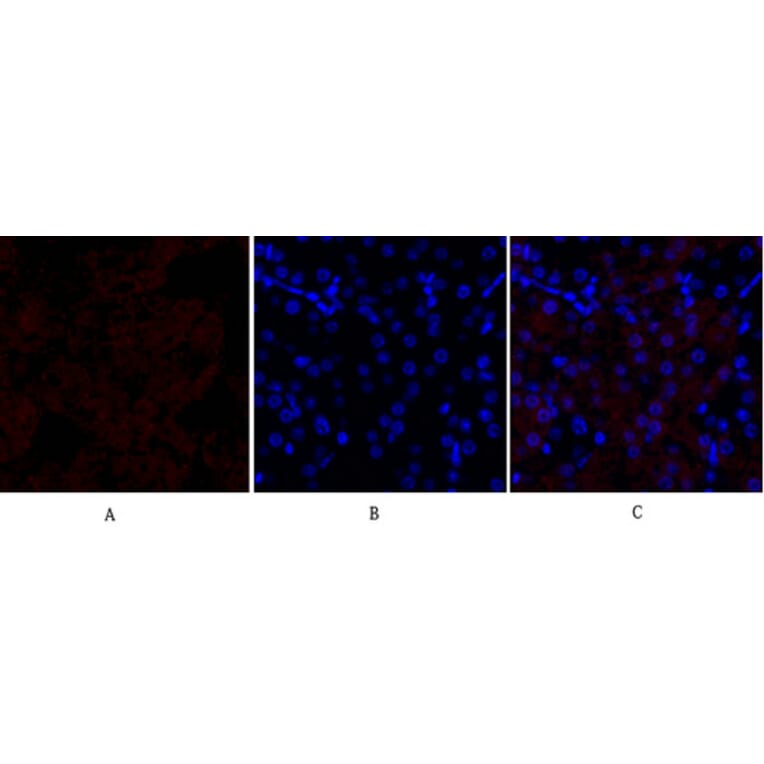 Immunofluorescence - Anti-HSP27 Antibody (B7112) - Antibodies.com