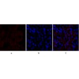 Immunofluorescence - Anti-HSP27 Antibody (B7112) - Antibodies.com