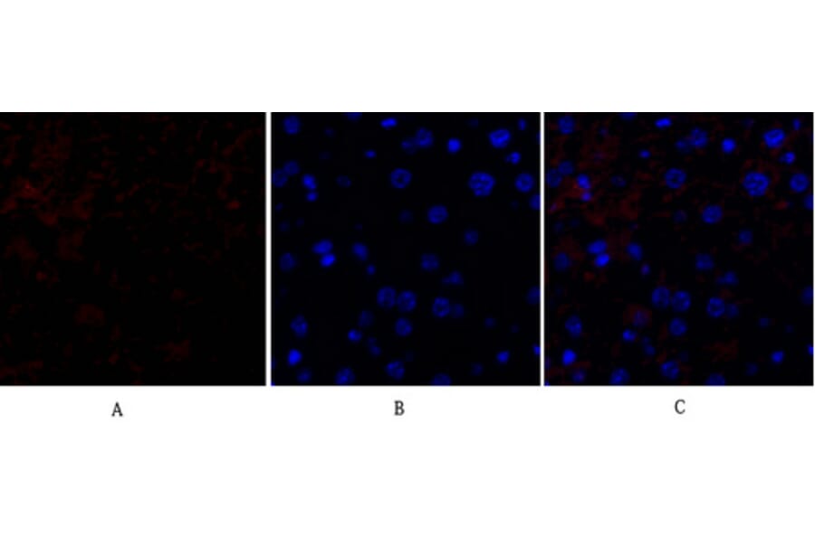 Immunofluorescence - Anti-HSP27 Antibody (B7112) - Antibodies.com