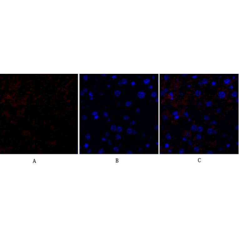Immunofluorescence - Anti-HSP27 Antibody (B7112) - Antibodies.com