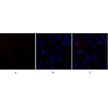 Immunofluorescence - Anti-HSP27 Antibody (B7112) - Antibodies.com