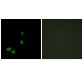 Immunofluorescence - Anti-HMG17 Antibody (C10279) - Antibodies.com