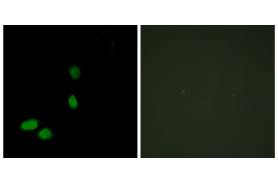 Immunofluorescence - Anti-HMG17 Antibody (C10279) - Antibodies.com