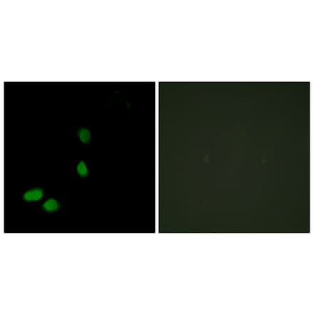Immunofluorescence - Anti-HMG17 Antibody (C10279) - Antibodies.com
