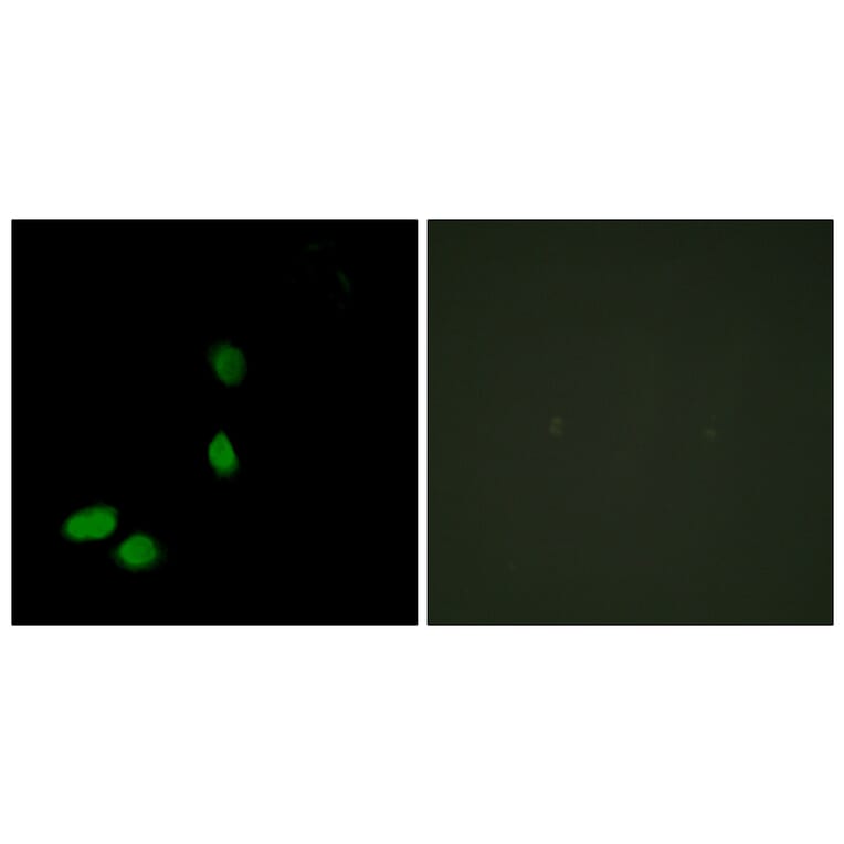 Immunofluorescence - Anti-HMG17 Antibody (C10279) - Antibodies.com