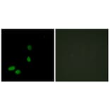 Immunofluorescence - Anti-HMG17 Antibody (C10279) - Antibodies.com