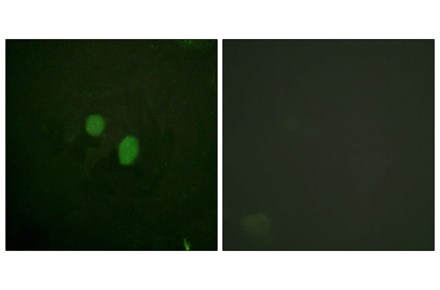 Immunofluorescence - Anti-HMG17 Antibody (B1039) - Antibodies.com