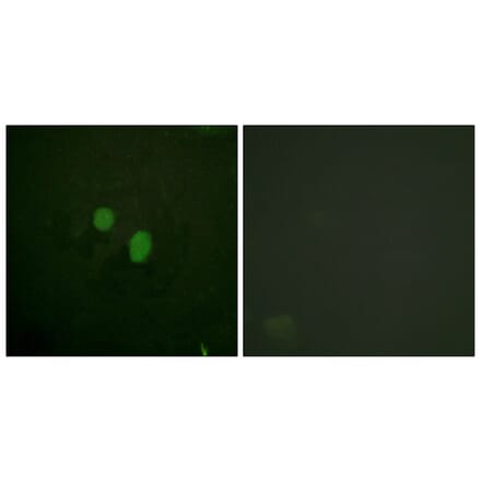 Immunofluorescence - Anti-HMG17 Antibody (B1039) - Antibodies.com