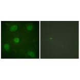 Immunofluorescence - Anti-Hic-5 Antibody (B1036) - Antibodies.com