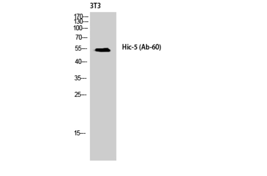 Western Blot - Anti-Hic-5 Antibody (B1036) - Antibodies.com