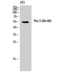 Western Blot - Anti-Hic-5 Antibody (B1036) - Antibodies.com