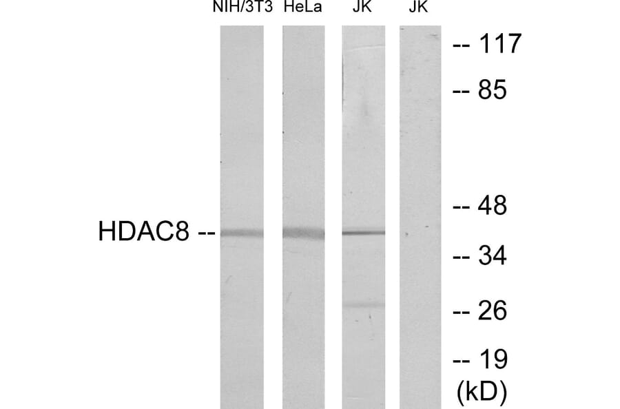 Western Blot - Anti-HDAC8 Antibody (B7102) - Antibodies.com