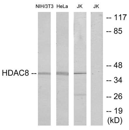 Western Blot - Anti-HDAC8 Antibody (B7102) - Antibodies.com