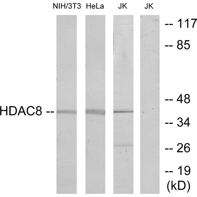 Western Blot - Anti-HDAC8 Antibody (B7102) - Antibodies.com