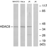 Western Blot - Anti-HDAC8 Antibody (B7102) - Antibodies.com