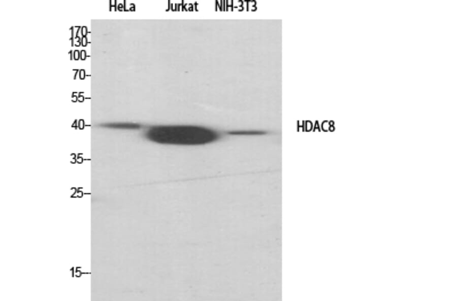 Western Blot - Anti-HDAC8 Antibody (B7102) - Antibodies.com