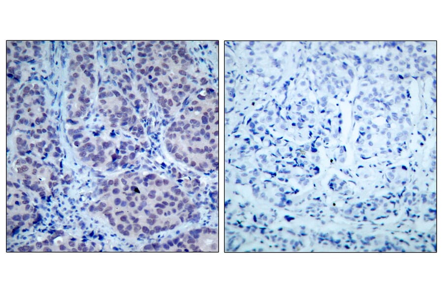 Immunohistochemistry - Anti-HDAC2 Antibody (B7099) - Antibodies.com