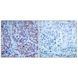 Immunohistochemistry - Anti-HDAC2 Antibody (B7099) - Antibodies.com