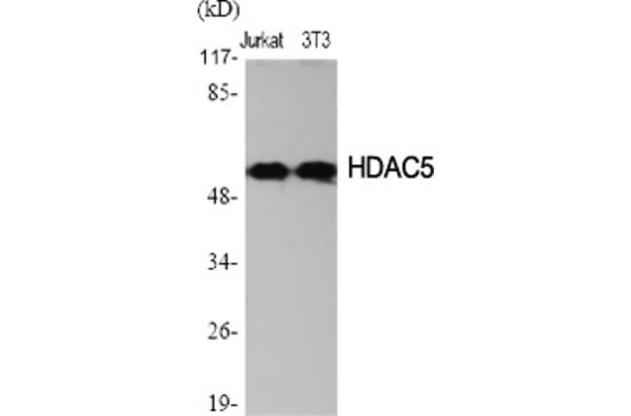 Western Blot - Anti-HDAC2 Antibody (B7099) - Antibodies.com