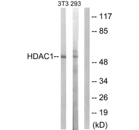 Western Blot - Anti-HDAC1 Antibody (B0793) - Antibodies.com