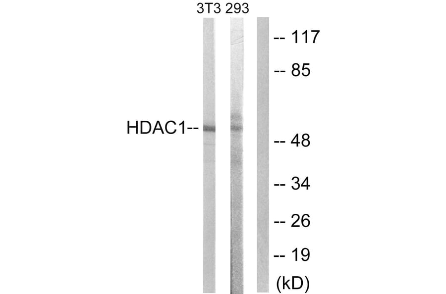 Western Blot - Anti-HDAC1 Antibody (B0793) - Antibodies.com