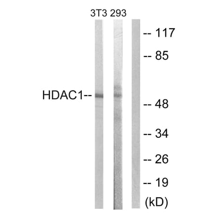 Western Blot - Anti-HDAC1 Antibody (B0793) - Antibodies.com