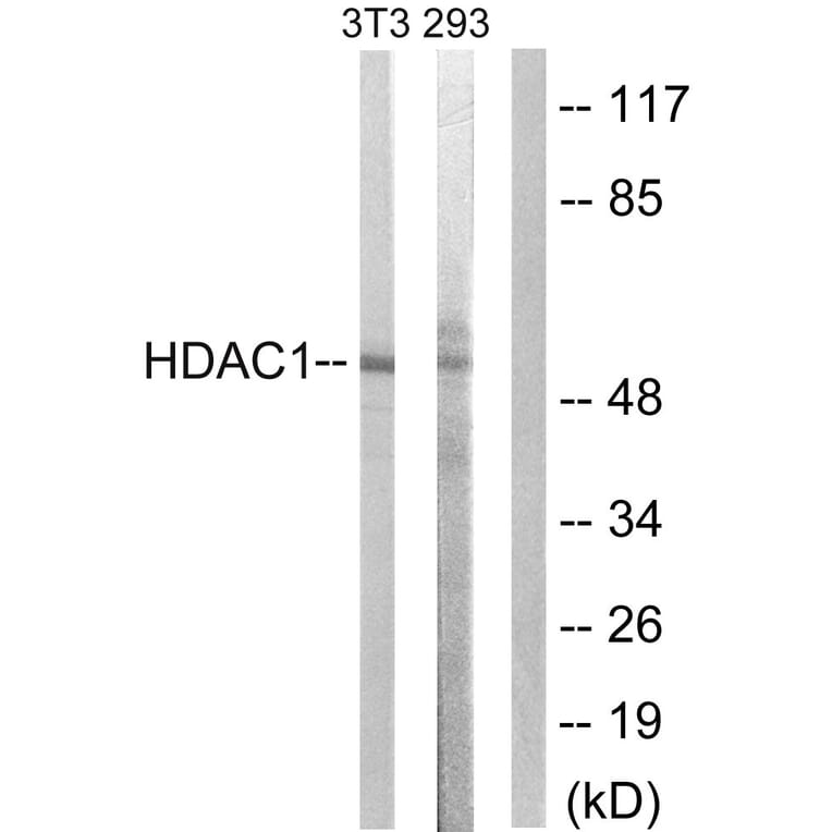Western Blot - Anti-HDAC1 Antibody (B0793) - Antibodies.com