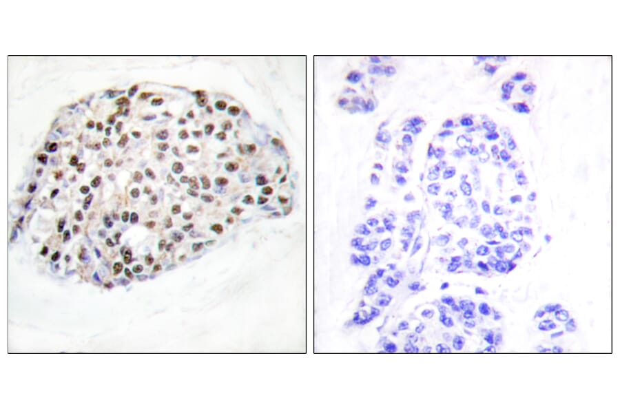 Immunohistochemistry - Anti-HDAC1 Antibody (B0793) - Antibodies.com