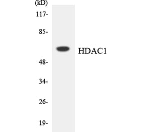 Western Blot - Anti-HDAC1 Antibody (R12-2869) - Antibodies.com